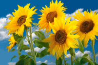 060141ds-5671-201x135.png