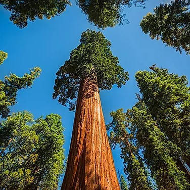 Саджанці Секвойя вічнозелена (Sequoia sempervirens) замовити поштою в розпліднику DREVO •1199892613