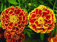 060141e9-aa7e-196x145.png