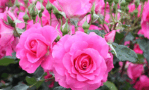 060141gr-34f5-212x128.png