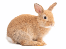 060141z1-d50d-213x160.png