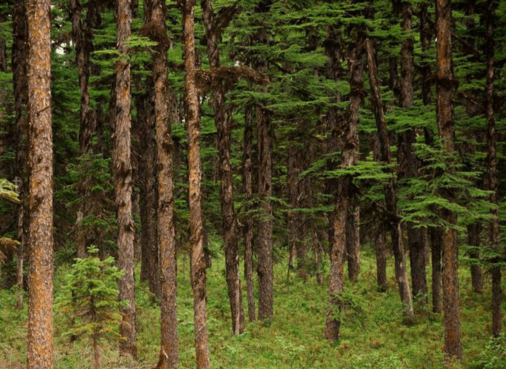 060141za-de50-729x531.png