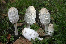060147wz-3b6f-280x187.jpg