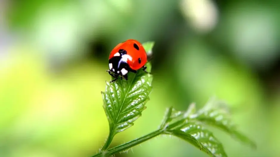 060147x1-b7fb-940x529.webp