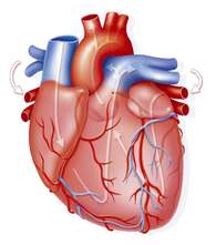 El corazón y su anatomía