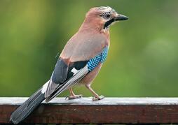 06014qoq-b898-254x179.jpg