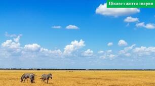 Неймовірна природа (цікаве з життя тварин)