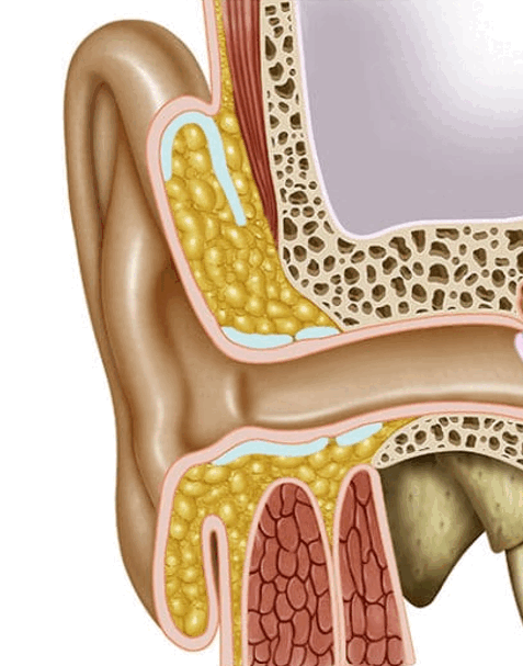 06014sfd-29b6-477x607.png