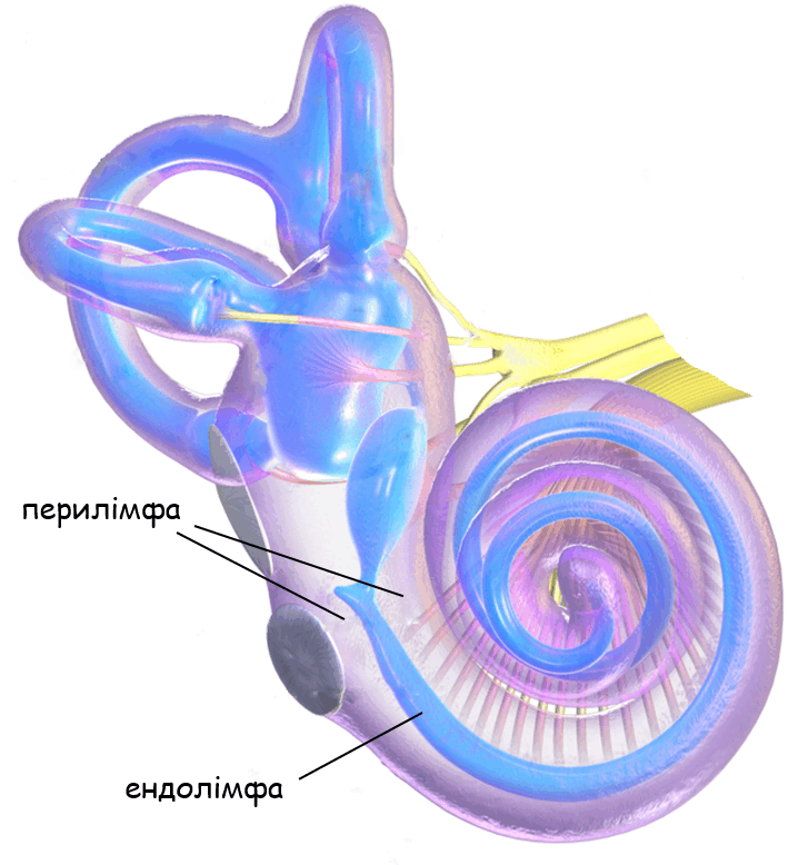 06014sff-77da-727x778.png