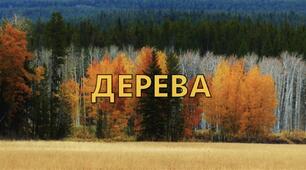 Чи знаєш ти дерева?