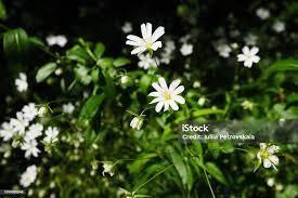 Стокове фото Зоряна Квітка Stellaria Рід Квітучих Рослин Сімейства Гвоздикових Завод Деревної Воші Білі Квіти В Лісі Фруска Гора Сербія Красивий Дикий — Завантажте зображення зараз - iStock