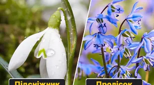 Як розрізняти первоцвіти