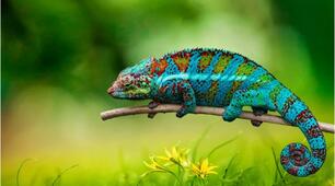 The world of nature с.101-102 (до підручника 4 клас Карп'юк О.)