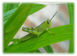 060152ce-7792-258x188.png