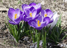 06015334-5350-131x95.png