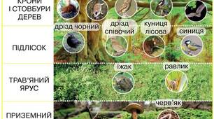 Презентація з "Пізнаємо природу" для 6 класу на тему: "У чому відмінність лісу та парку"