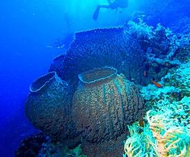 060154v8-7b06-275x228.jpg
