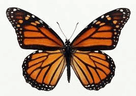06015d4j-9ad9-267x189.png