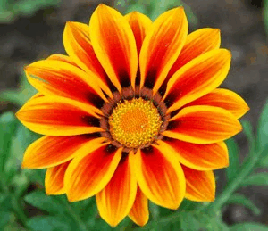 06015d57-5362-300x259.png
