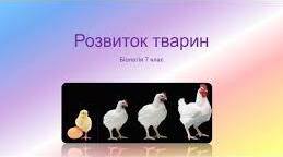 Розвиток тварин