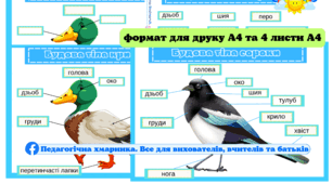 Будова тіла птахів (крижень, сорока)( формат для друку А4 та 4 листи А4),#День_птахів, для НУШ та ЗДО, Ознайомлення з живою природою