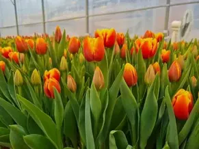 06015fv0-2b5e-291x218.webp