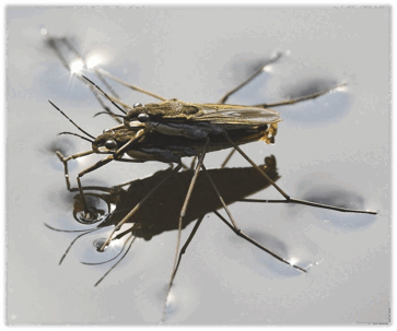 06015h9w-1fc4-363x303.png