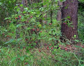 06015hwt-46e9-319x250.jpg