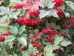 06015ovs-b0f1-259x194.jpg