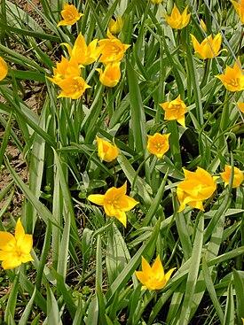 06015p96-1bf9-275x367.jpg