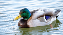 06015t1v-1620-222x125.png