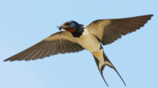 06015t21-b52f-222x125.png