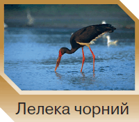 06015ta7-b83e-200x175.png