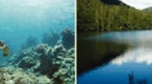 Які взаємозв'язки організмів у прісній водоймі, морі чи океані