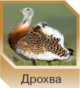 06015tal-859d-158x175.png