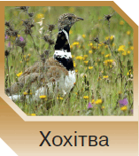 06015tap-67f6-157x176.png