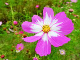 06015xhp-1103-259x194.jpg