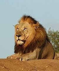 060168z8-f6a5-200x240.jpg