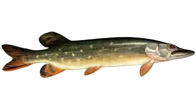 Щука (Esox lucius)