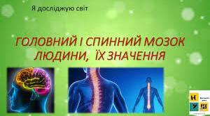 Головний і спинний мозок