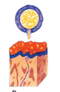 06016bq1-985e-86x131.png
