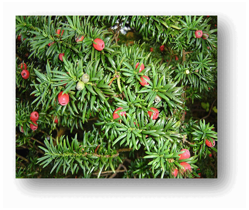 06016e7a-83e3-511x432.png