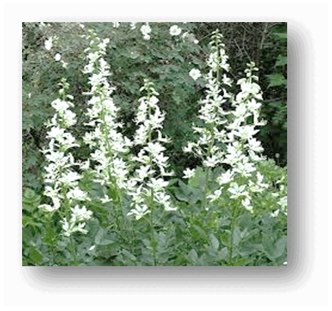 06016e7c-7a06-481x451.png