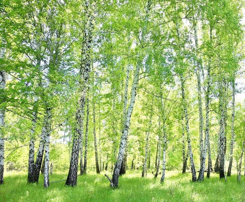Фотообої Березовий гай купити на стіну • Еко Шпалери