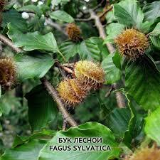 Семена бука лесного / Fagus sylvatica, ТМ OGOROD - 5 семян купить недорого в интернет-магазине семян OGOROD.ua