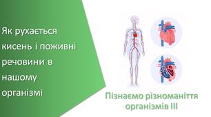 Презентація з уроку Пізнаємо природу для 5 класу на тему «Як рухається кисень і поживні речовини в нашому організмі»