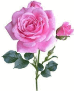 06016mzr-a791-154x188.png