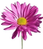 06016mzx-f107-140x161.png