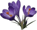 06016n06-5bc0-129x105.png
