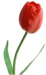 06016n0o-0858-94x153.png
